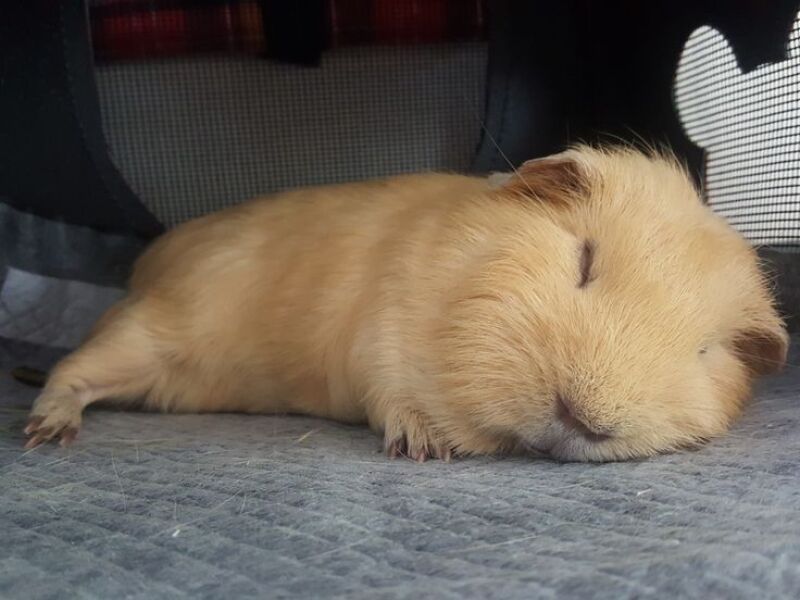 The Gerbil World Cup at the Bluestocking!