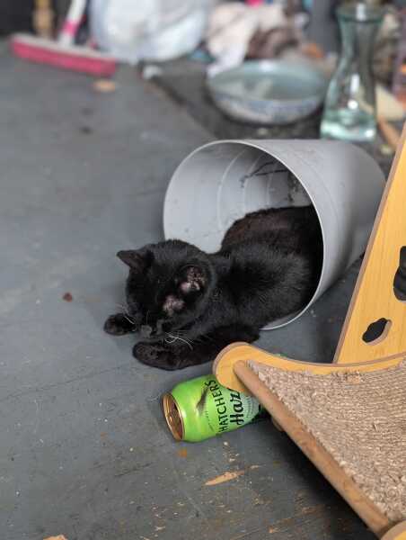 Get A Compass! The Excellent Cats embrace a new rallying cry