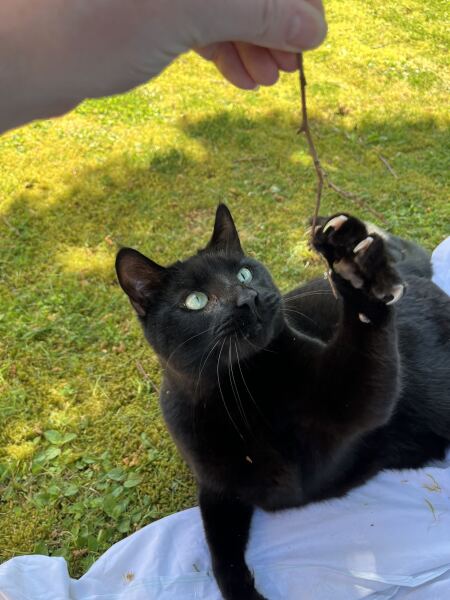 This is a picture of my cat. Where is a picture of your cat?