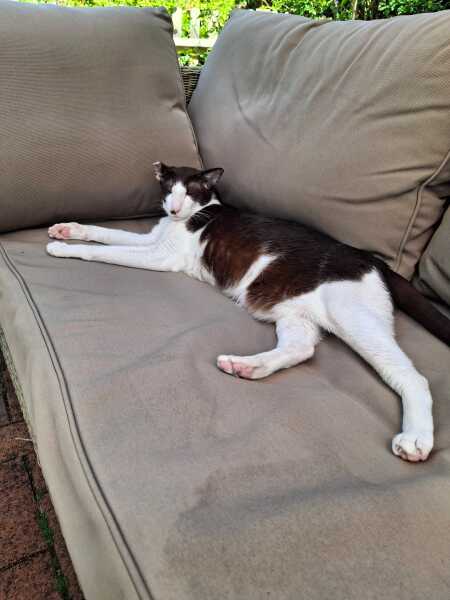 This is a picture of my cat. Where is a picture of your cat?