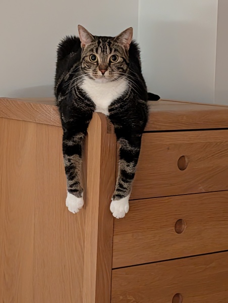 Is this a known cat pose or is mine just a (beautiful) weirdo?