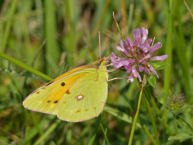 Where are all the bees and butterflies?