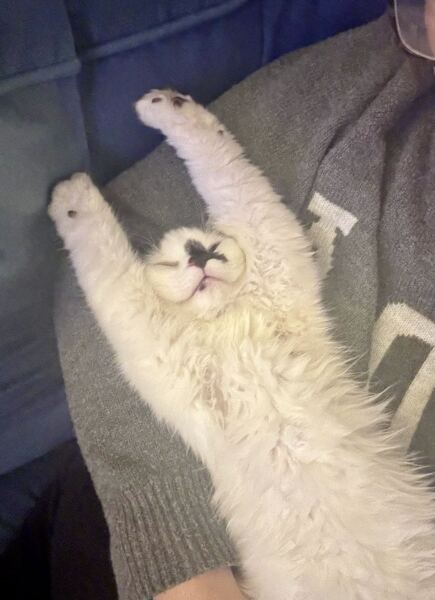 Is this a known cat pose or is mine just a (beautiful) weirdo?