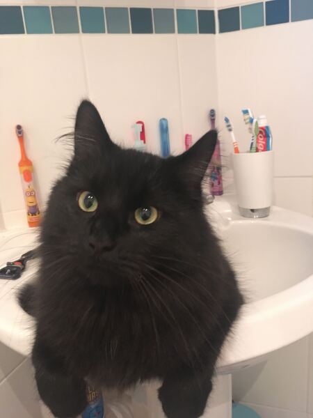 This is a picture of my cat. Where is a picture of your cat?