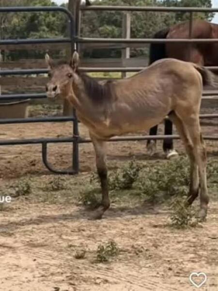 Rocky the 3 legged foal has finally been euthanised!