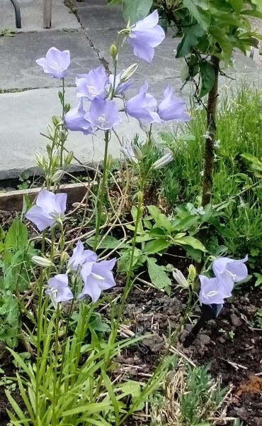 What’s looking gorgeous in your garden right now?