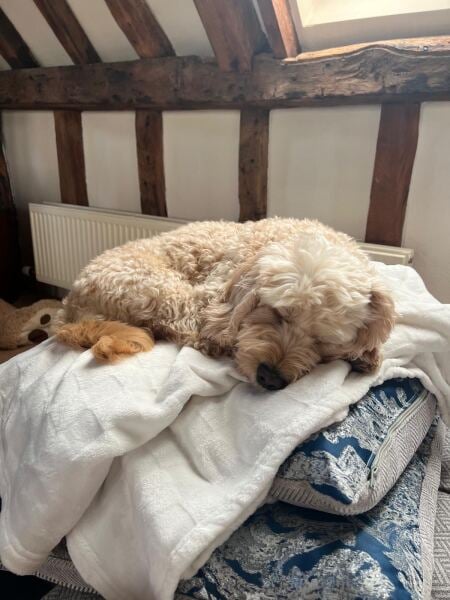 Cockapoo or Cavapoo