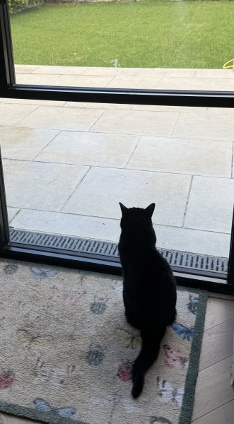 How do you manage a cat without a cat flap?