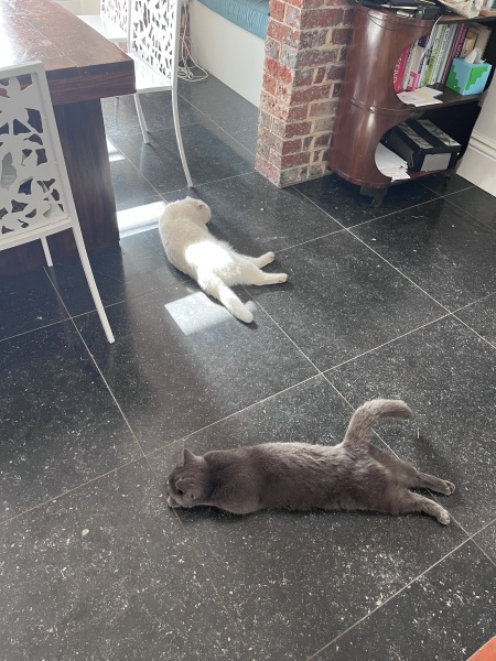 Molten cats