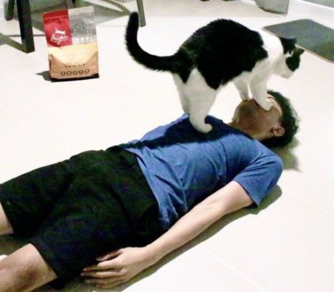 Get A Compass! The Excellent Cats embrace a new rallying cry