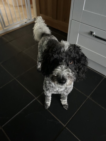 Cockapoo or Cavapoo