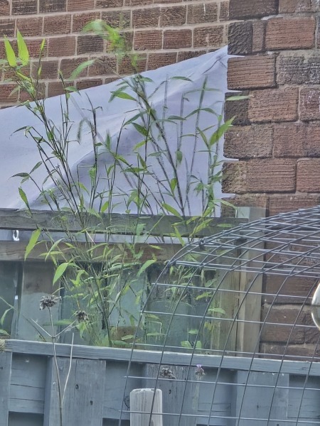 What have you done in the garden today? Part 8