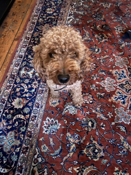 Cockapoo or Cavapoo