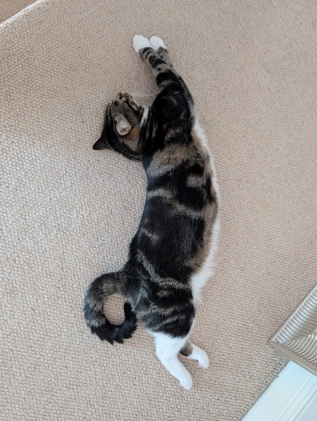 Molten cats