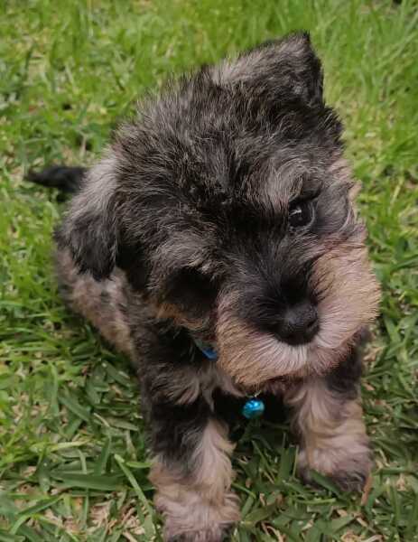 Which breed puppy would suit us?