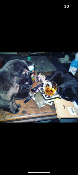 Get A Compass! The Excellent Cats embrace a new rallying cry