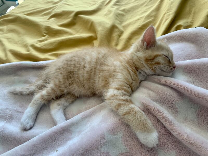 This is a picture of my cat. Where is a picture of your cat?