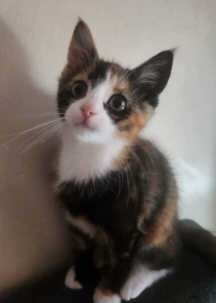 This is a picture of my cat. Where is a picture of your cat?
