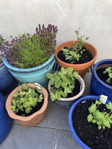 Want to share good online plant shops?