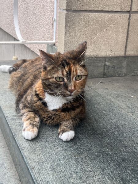 This is a picture of my cat. Where is a picture of your cat?