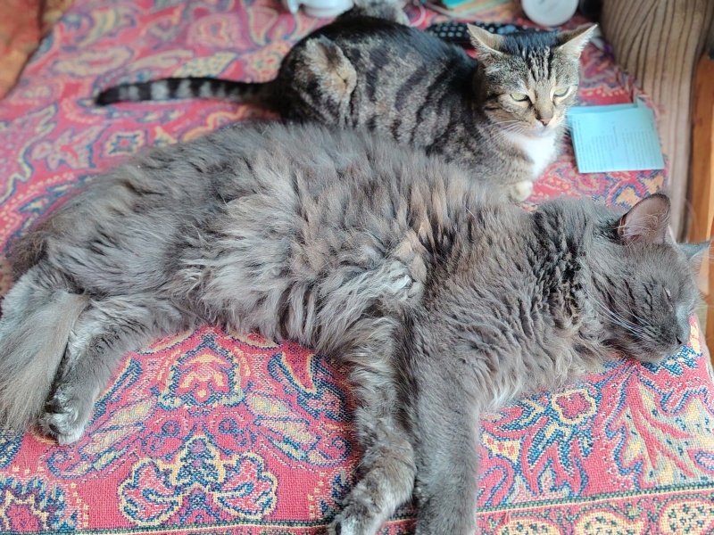 OMG my visitor cat was actually a stray cat and is going to become officially mine - I have questions!  And he needs a name