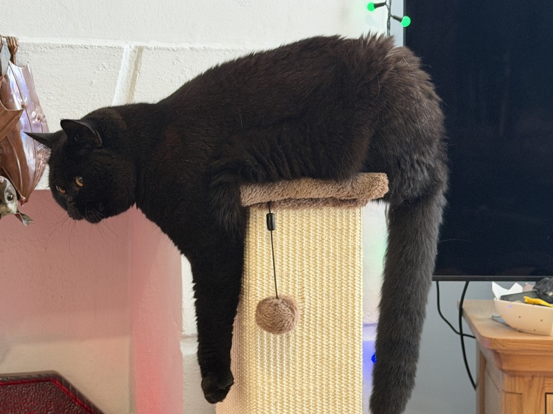 Is this a known cat pose or is mine just a (beautiful) weirdo?