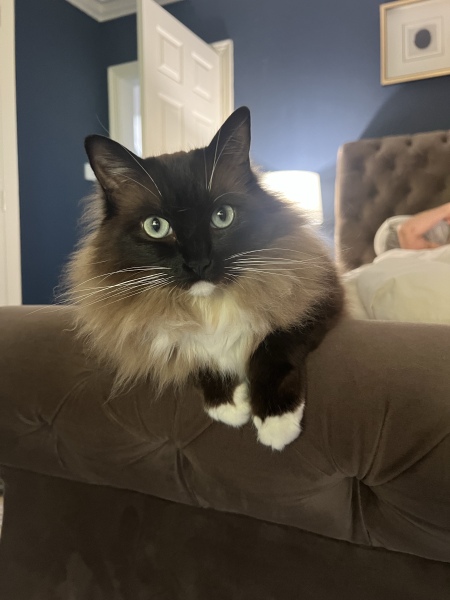 This is a picture of my cat. Where is a picture of your cat?