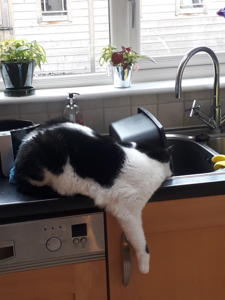 Is this a known cat pose or is mine just a (beautiful) weirdo?