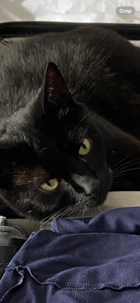 This is a picture of my cat. Where is a picture of your cat?
