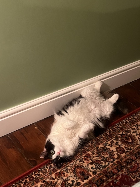 Is this a known cat pose or is mine just a (beautiful) weirdo?