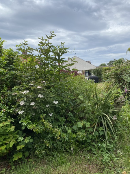 Why do people want to rip every plant out of their gardens?!