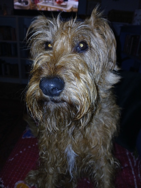 To think the least my dog could do is learn how to make a cup of tea?
