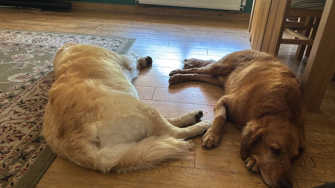 Differences between a Labrador and a golden retriever, male/female?