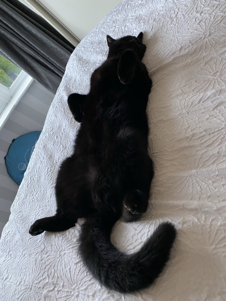 This is a picture of my cat. Where is a picture of your cat?