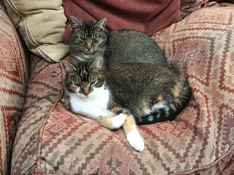 This is a picture of my cat. Where is a picture of your cat?