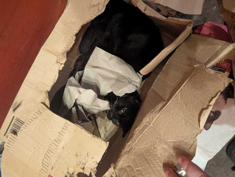 Get A Compass! The Excellent Cats embrace a new rallying cry