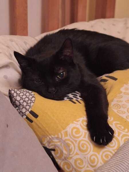 This is a picture of my cat. Where is a picture of your cat?