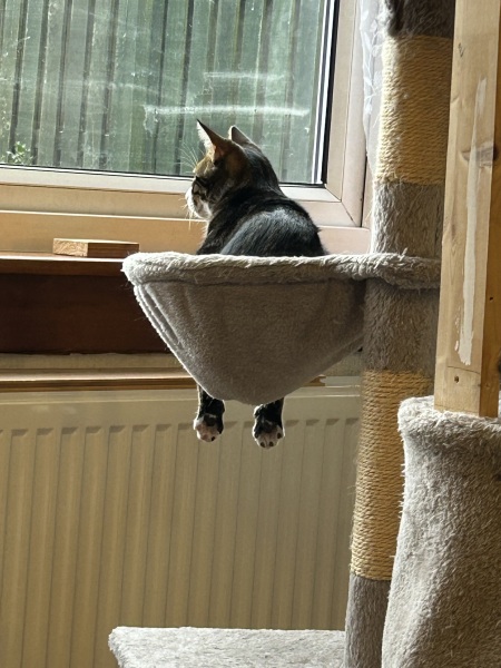 Is this a known cat pose or is mine just a (beautiful) weirdo?