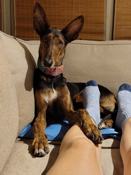 Heatwave! How are your doggos?