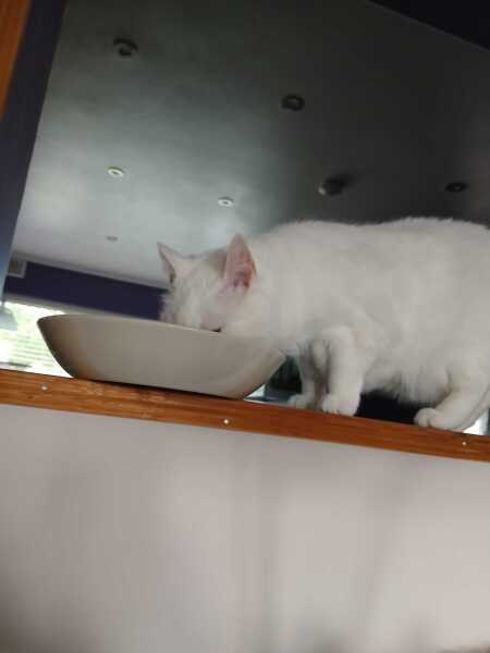 A really stupid question: but how often do you feed your cat?