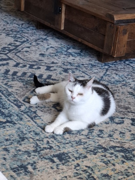 Advice - maybe adopting a 14 year old.