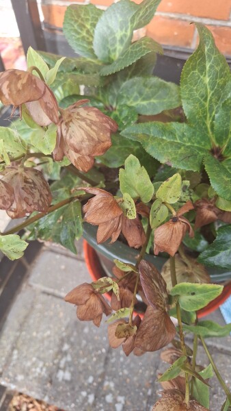 Plant in need of help
