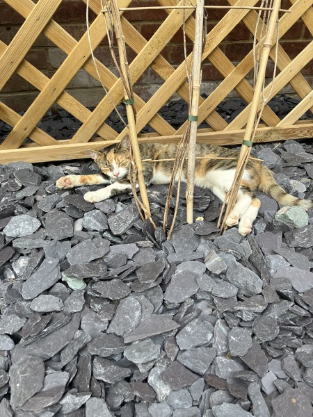 Molten cats