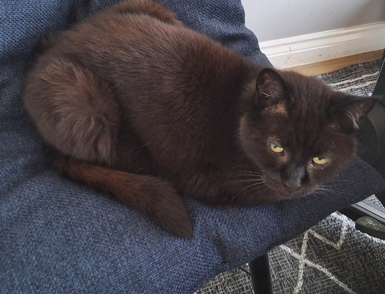 This is a picture of my cat. Where is a picture of your cat?