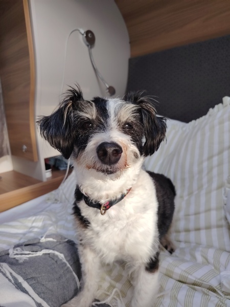 What on earth is wrong with my dog/s?