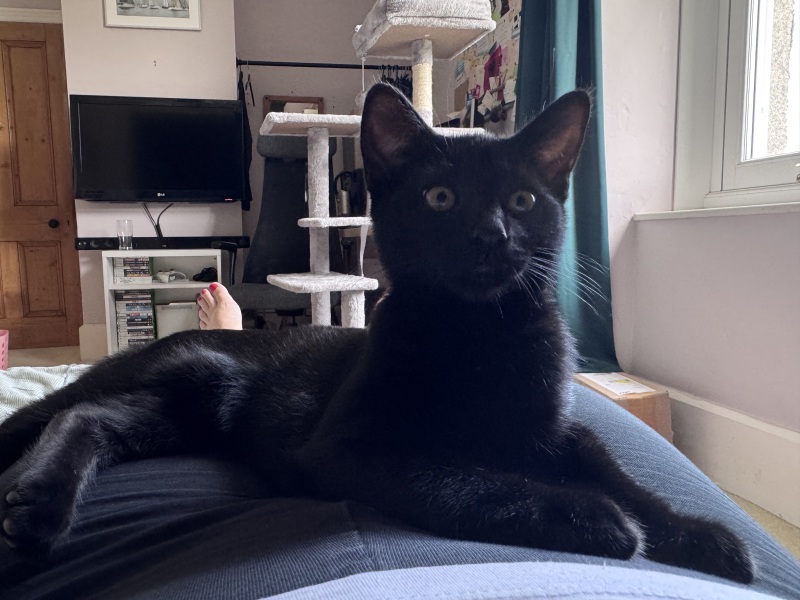 My cat is melting and running down the arm of the sofa.