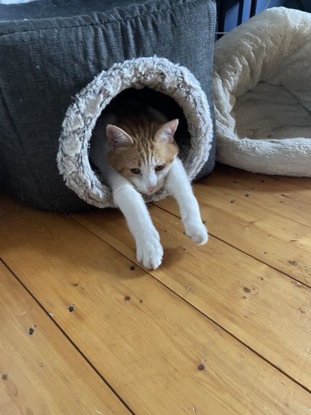 Is this a known cat pose or is mine just a (beautiful) weirdo?