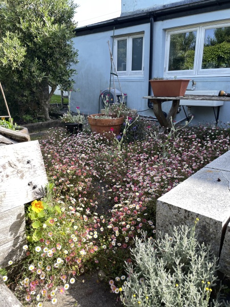 Fleabane plant, Help!!!