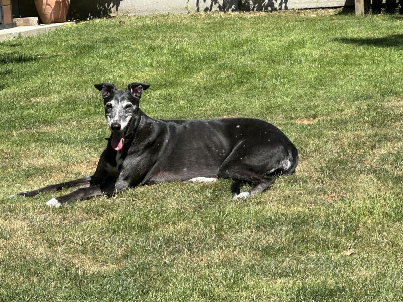 Our darling Greyhound is being pts this afternoon. So upset and anxious.