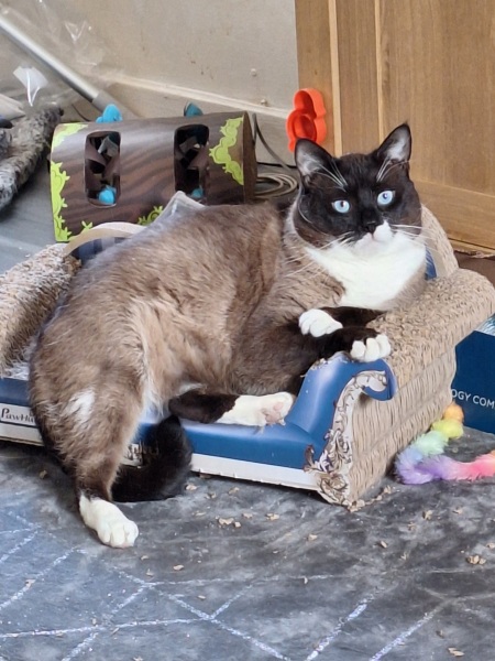 This is a picture of my cat. Where is a picture of your cat?